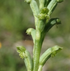 Microtis unifolia at Cook, ACT - 19 Oct 2020