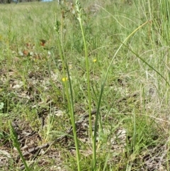 Microtis unifolia at Cook, ACT - 19 Oct 2020