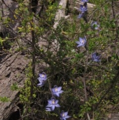 Thelymitra peniculata (Blue Star Sun-orchid) at Hawker, ACT - 23 Oct 2020 by pinnaCLE