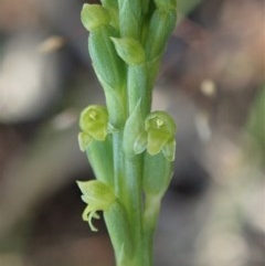 Microtis parviflora (Slender Onion Orchid) at Cook, ACT - 19 Oct 2020 by CathB