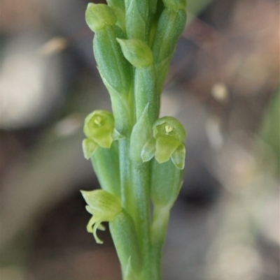 Microtis parviflora (Slender Onion Orchid) at Mount Painter - 19 Oct 2020 by CathB