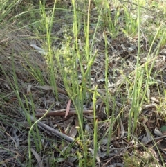 Microtis parviflora at Cook, ACT - suppressed