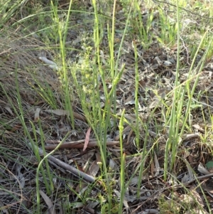 Microtis parviflora at Cook, ACT - 19 Oct 2020