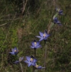 Thelymitra (Genus) (Sun Orchid) at Hawker, ACT - 23 Oct 2020 by pinnaCLE