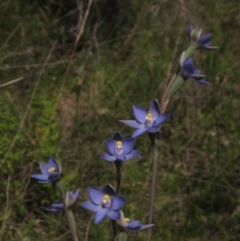 Thelymitra sp. (A Sun Orchid) at Hawker, ACT - 23 Oct 2020 by pinnaCLE