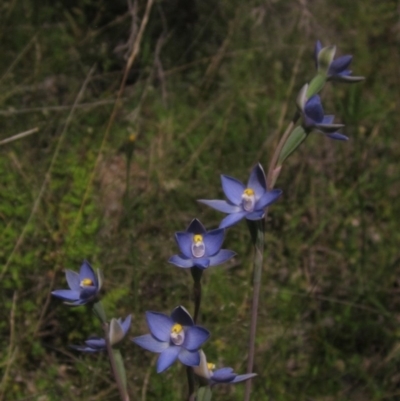 Thelymitra (Genus) (Sun Orchid) at Hawker, ACT - 23 Oct 2020 by pinnaCLE