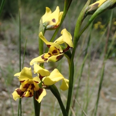 Diuris sulphurea (Tiger Orchid) at Cook, ACT - 22 Oct 2020 by CathB