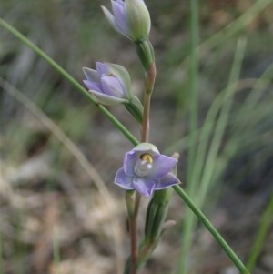 Thelymitra brevifolia at Cook, ACT - 22 Oct 2020