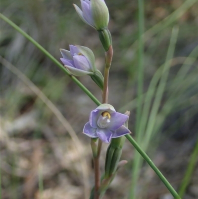 Thelymitra brevifolia (Short-leaf Sun Orchid) at Mount Painter - 22 Oct 2020 by CathB