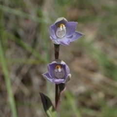 Thelymitra brevifolia at Cook, ACT - 22 Oct 2020