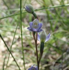 Thelymitra brevifolia at Cook, ACT - 22 Oct 2020