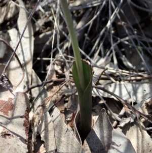 Thelymitra brevifolia at Cook, ACT - suppressed