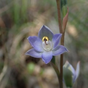 Thelymitra brevifolia at Cook, ACT - 22 Oct 2020