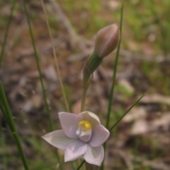 Thelymitra (Genus) (Sun Orchid) at Hawker, ACT - 23 Oct 2020 by pinnaCLE
