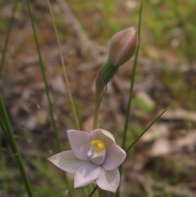 Thelymitra (Genus) (Sun Orchid) at Hawker, ACT - 23 Oct 2020 by pinnaCLE