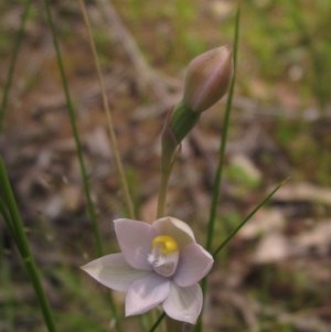 Thelymitra sp. at Hawker, ACT - 23 Oct 2020