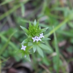 Sherardia arvensis (Field Madder) at Uriarra, NSW - 3 Oct 2020 by Sarah2019