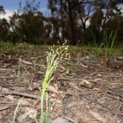 Aira elegantissima (Delicate Hairgrass) at Gossan Hill - 11 Oct 2020 by JanetRussell