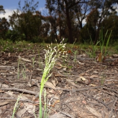 Aira elegantissima (Delicate Hairgrass) at Bruce Ridge to Gossan Hill - 11 Oct 2020 by JanetRussell