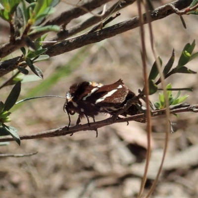 Hecatesia fenestrata (Common Whistling Moth) at Aranda Bushland - 22 Oct 2020 by CathB
