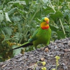 Polytelis swainsonii (Superb Parrot) at Deakin, ACT - 24 Oct 2020 by JackyF