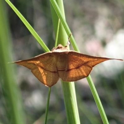 Aglaopus pyrrhata (Leaf Moth) at Aranda Bushland - 22 Oct 2020 by CathB