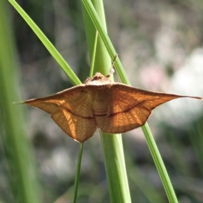 Aglaopus pyrrhata (Leaf Moth) at Aranda, ACT - 22 Oct 2020 by CathB