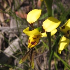Diuris sulphurea (Tiger Orchid) at Hawker, ACT - 23 Oct 2020 by pinnaCLE