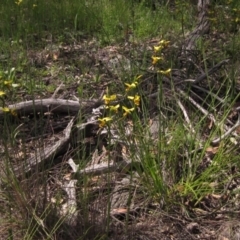 Diuris sulphurea at Hawker, ACT - 23 Oct 2020