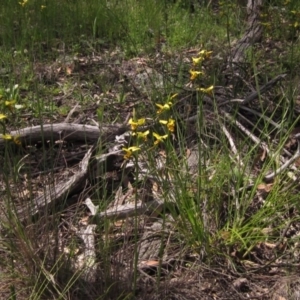 Diuris sulphurea at Hawker, ACT - 23 Oct 2020