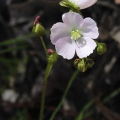 Drosera auriculata (Tall Sundew) at Gundaroo, NSW - 12 Oct 2020 by MaartjeSevenster