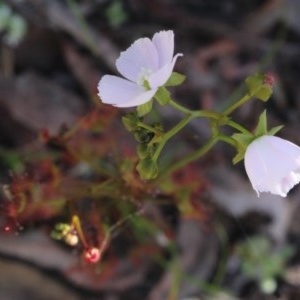 Drosera auriculata at Gundaroo, NSW - 12 Oct 2020 03:06 PM