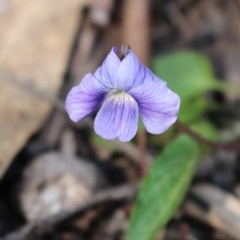 Viola sp. (Violet) at Uriarra, NSW - 3 Oct 2020 by Sarah2019