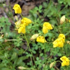 Goodenia pinnatifida (Scrambled Eggs) at Hughes Grassy Woodland - 24 Oct 2020 by JackyF