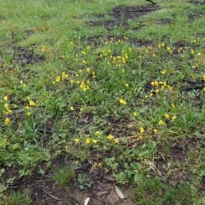 Goodenia pinnatifida at Hughes, ACT - 24 Oct 2020