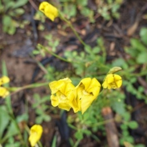 Goodenia pinnatifida at Hughes, ACT - 24 Oct 2020