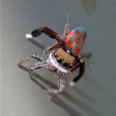 Maratus pavonis (Dunn's peacock spider) at Cook, ACT - 21 Oct 2020 by CathB
