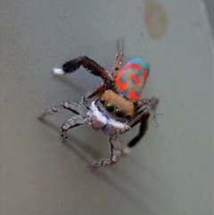 Maratus pavonis at Cook, ACT - 21 Oct 2020