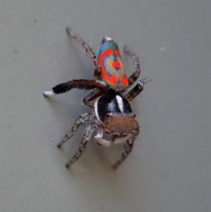 Maratus pavonis at Cook, ACT - 21 Oct 2020