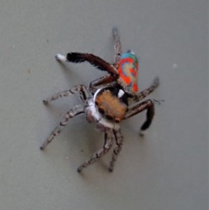 Maratus pavonis at Cook, ACT - 21 Oct 2020