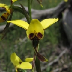 Diuris sulphurea (Tiger Orchid) at Holt, ACT - 23 Oct 2020 by pinnaCLE