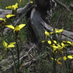 Diuris sulphurea at Holt, ACT - 23 Oct 2020