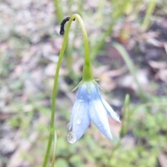 Wahlenbergia capillaris (Tufted Bluebell) at Meroo National Park - 24 Oct 2020 by GLemann