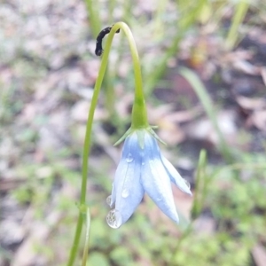 Wahlenbergia capillaris at Bawley Point, NSW - 24 Oct 2020