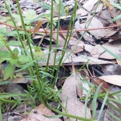 Wahlenbergia capillaris at Bawley Point, NSW - 24 Oct 2020