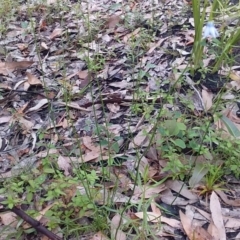 Wahlenbergia capillaris at Bawley Point, NSW - 24 Oct 2020