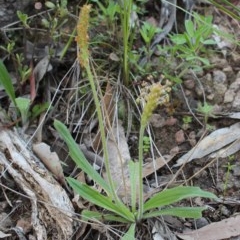 Plantago varia (Native Plaintain) at Uriarra, NSW - 3 Oct 2020 by Sarah2019