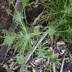 Eryngium ovinum (Blue Devil) at Red Hill to Yarralumla Creek - 24 Oct 2020 by JackyF