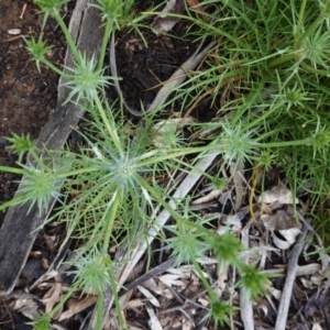 Eryngium ovinum at Hughes, ACT - 24 Oct 2020 02:43 PM