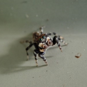 Maratus griseus at Cook, ACT - suppressed